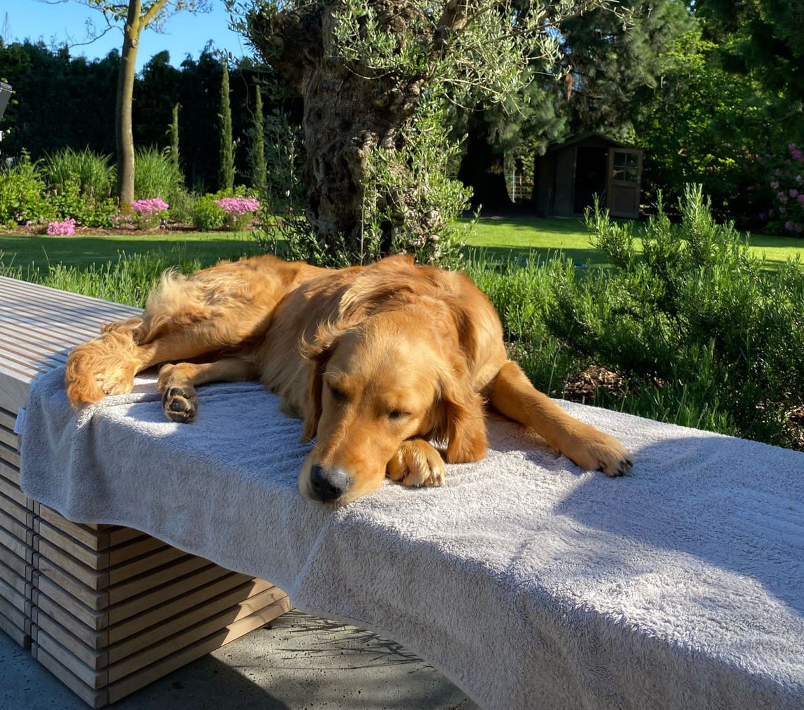 Marc Strucks Coach für Hund und Mensch Krefeld