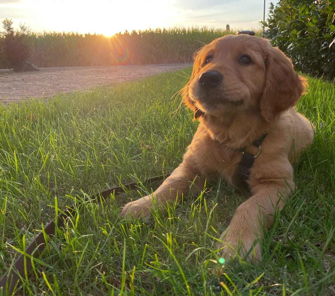Marc Strucks Coach für Hund und Mensch Krefeld